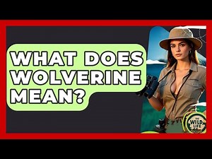 What Does Wolverine Mean? - The Wild Life Explorer