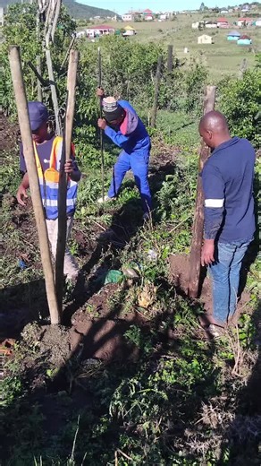 Bongani Ka Sifuba Tshezi (@bonganikasifubajalamba)’s videos with original sound - mluleki