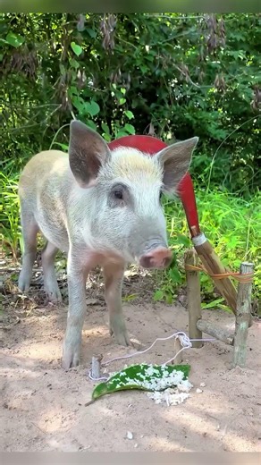 OMG!! Amazing Wild Boar Pig Trap Ever | Incredible Wild Boar Hunting Skills #wildboar #pig #pigfeed