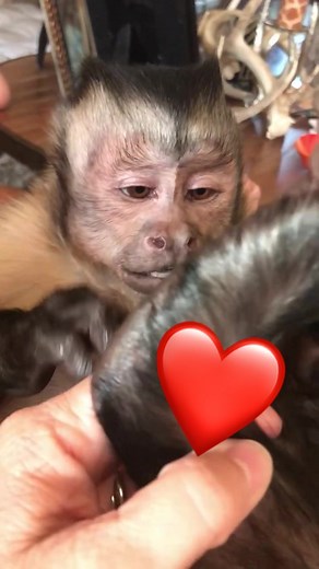 George was the best ❤️ #ripgeorge #inmemoryofgeorge #monkey