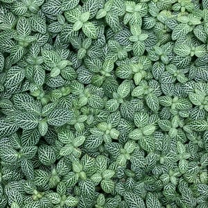 postscriptum_ - Twitch