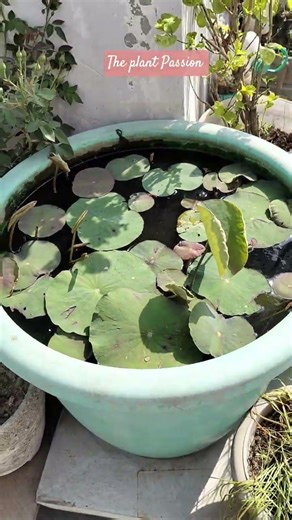 #viral #lotus #theplantpassion #flowergardenideas #trending #shorts #youtubeshorts