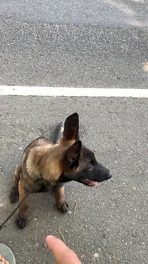 K9 Leash Training and Basic Dog Commands for Belgian Malinois