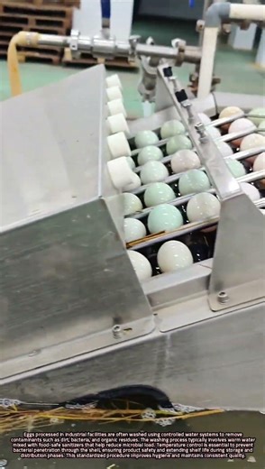 Scientific Egg Washing Process in Modern Food Production Plants