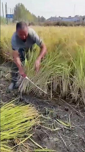 Rural Farmer #countrylife #satisfying #farmlife #agriculture # 100894 #rurallife #garden