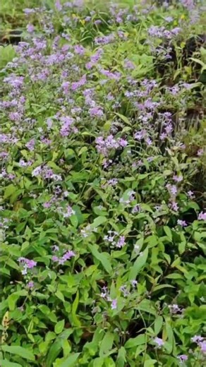 Flower #ValleyOfFlowers #HimalayanTrek #Biodiversity #Flora #Wildflowers #NationalPark #ScenicView