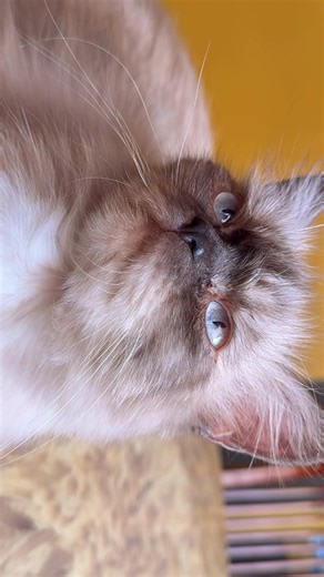 👀💘💌 #himalayancat #cutecatvideoshort #shorts