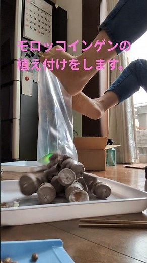 【モロッコインゲンの植え付け】 #contergan #thalidomide #サリドマイド #モロッコインゲン#土ポット