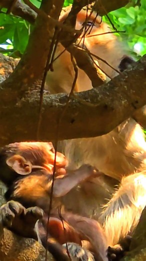 The cute little monkey in the tree plays lively. ( Ep 36 ) [ #monkey ].