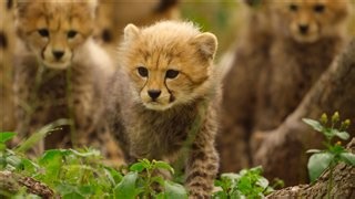 Born to Be Wild (Apple TV) trailers and videos.