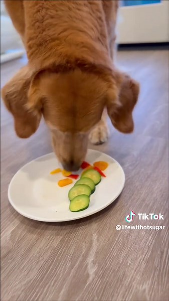 Delicious Steak Dinner for Dogs