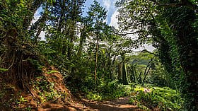 World Rainforest Day 2025: Know Date, Origin & Significance