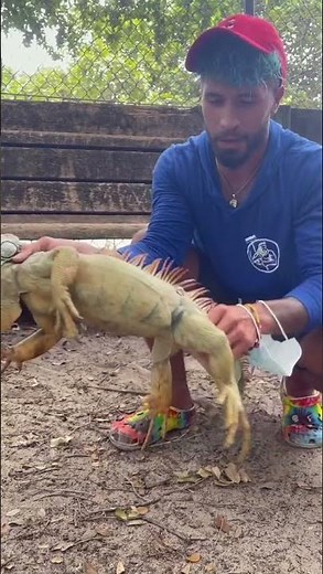 How to Catch a Iguana correctly #Short #Iguana