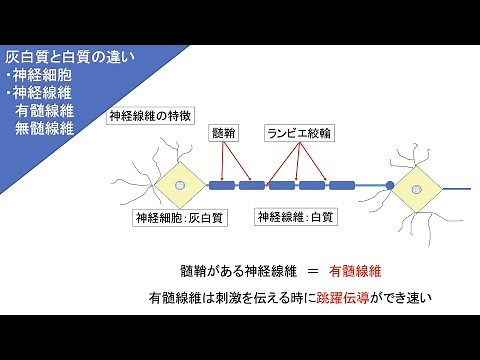 【灰白質と白質の違い（脳，脊髄）・跳躍伝導：神経細胞・神経繊維・有髄線維・無髄線維 】 解剖学・生理学 理学療法士 作業療法士 看護師 国家試験 国試 高校 動物生物