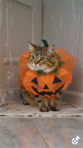 Epic Cat Fails Shorts #175 Pumpkin Costume Trouble 🎃 #FunnyCats #Halloween