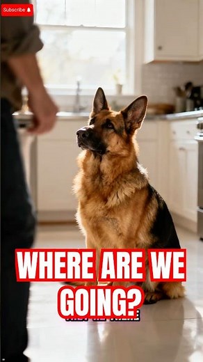 Why German Shepherds Always Follow You 👀🐕 | Infinite Facts #germanshepherd #dogshorts #dogs