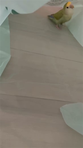 ぜんまい式のおもちゃになったコザクラインコ