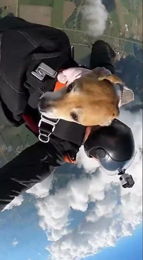 Dog's First Skydive Through The Clouds