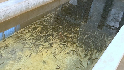 Bath Fish Hatchery: Serving up adventure for 124 years