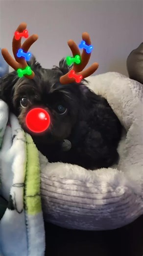 Jennifer Felton (@jenniferfelton74)’s videos with Jingle Bells - Merry Christmas