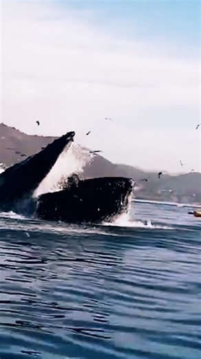 When your peaceful paddle turns into a whale’s lunch break. #TheUnBelievable Catch a new episode of The UnBelievable with Dan Aykroyd tonight at 9/8c on HISTORY. | HISTORY