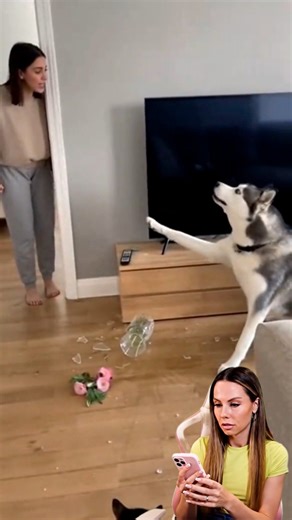 Wait, let me explain🤣 #funny #pets #cute #cat #dog | Amyy woahh