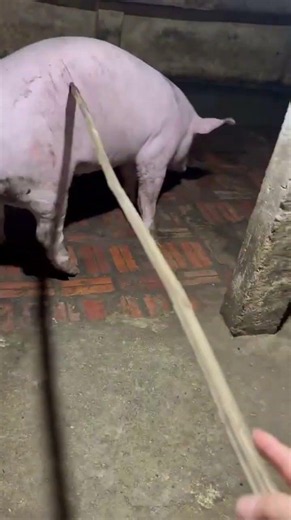 Pig Breeding ★ Life of Pigs P73✔ #pigmating #pigs #Animal #xuhuongyoutube
