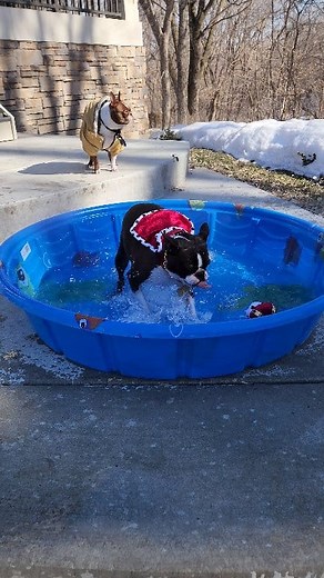 Boston is living like a King. #bostonterriers #bostonterrierlove #livinglikeaking #hottubgoals #funnydogs #humor | Boston the Boston