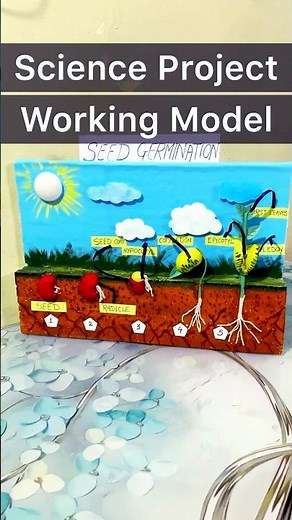 Science Project | Science Project Model | Seed Germination Project