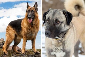 German Shepherd Anatolian Shepherd Mix: Fearsome Working Dog