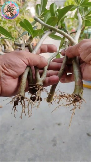 Easiest Way To Grow Adenium From Cuttings