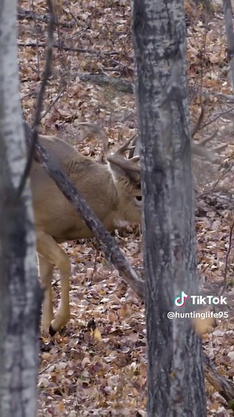 Gnarly old Saskatchewan giant! #deer #wildlife #hunting #deerhunting #nature