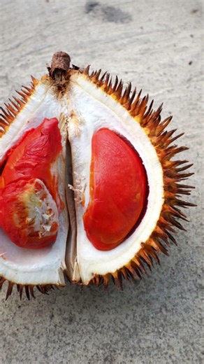 Red durian fruits | Check The Description Below 👇⬇️#nature #garden #fruits