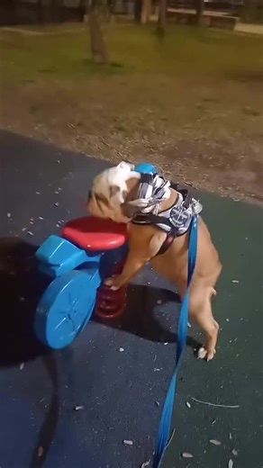 Adorable English Bulldogs: Follow for Cuteness!