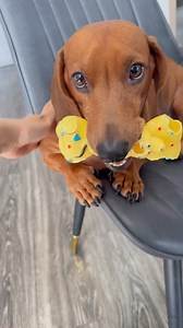 330K views · 12K reactions | Ai lỡ đi nhầm toilet của ổng là ổng làm thí ghê, gì Leo cũng biết chỉ có ngại là Leo không biết thôi 藍 | Lui Théo | Facebook