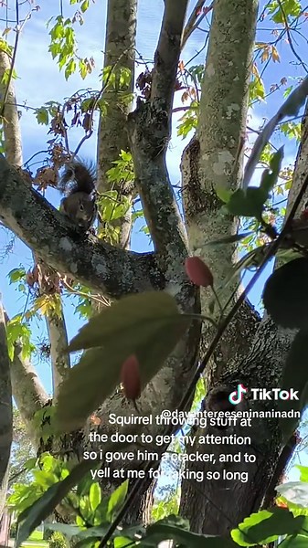 Squirrel's Hilarious Door Shenanigans for Crackers
