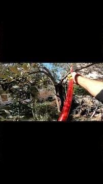 Shaping an Olive Tree #treepruning #treecare #precisioncut
