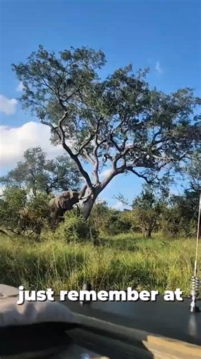 When Gentle Giants Turn Dangerous 😳 The Shocking Truth About Elephant Musth! #animalfacts #wildlife