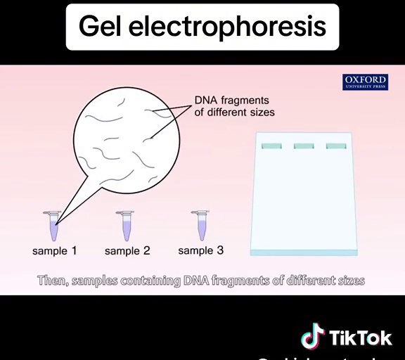 Gel Electrophoresis #gelelectrophoresis #dnafingerprinting #science #forensics #biology #apbiology