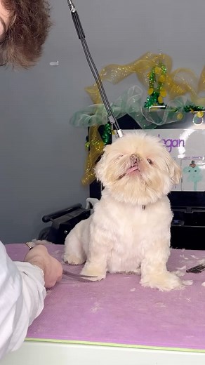 Logan Rago on Instagram: "A baby with a cleft lip 😮! Odie is a a star and his extra special face shows his uniqueness 🤍 . What dog breed would you want to see next? . Follow for more dog videos —> @dogsbylogan"