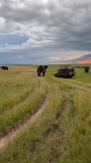 Kill Shot Hunting on Instagram: "Big Elephant bull charging a safari drive!! These elephants only charge if they feel threatend or to protect there herd!!🐘 Would not want to see that massive animals charging towards me😂 . . . Follow @killshot.hunting 🌾 #hunting #killshot #killshothunting #elaphant #elaphantattack #ammo #safari #outdoors #biggame #biggamehunting"