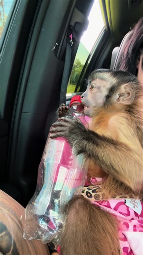 Monkey Prefers Coke Bottle Over Hundreds in Toys
