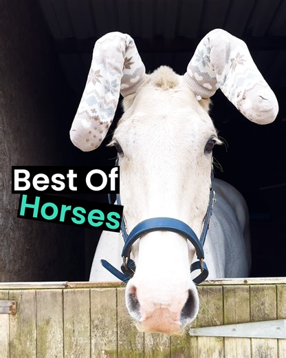 1.5M views · 74K reactions | Horses are the best!  | Animal Antics | Facebook