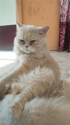 ghumne jaya karo dost #trend