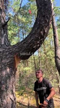 How to Cut Heavy Leaning Branches! ⚠️🪓
