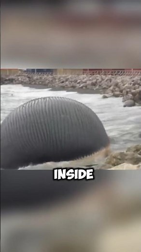 Why Do Whales Explode? #animals #facts #wildlife