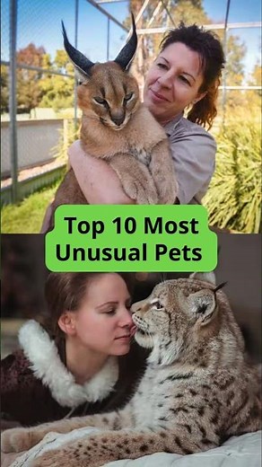 Top 10 Most Unusual Pets