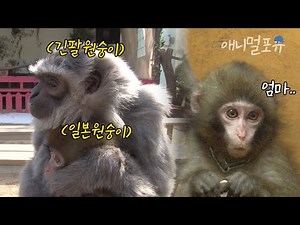 서로 안 닮은 엄마와 딸?! 친엄마가 방치한 아기 일본원숭이를 자식으로 삼은 엄마 긴팔원숭이 🥺 | KBS 생생정보통 110328 방송