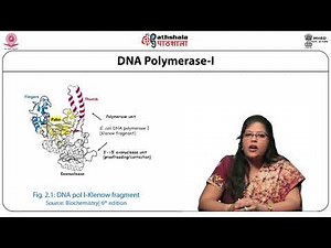 Evolution in enzymology (Klenow, T7 polymerase, Taq polymerase)