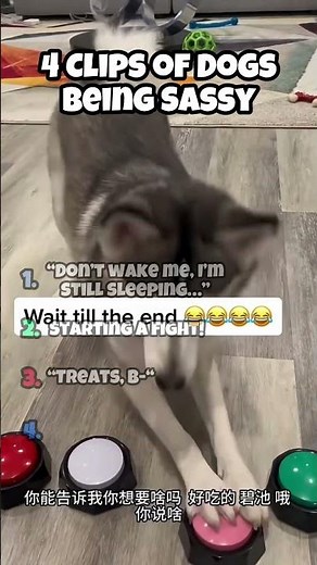 4 Clips of Dogs Being Sassy